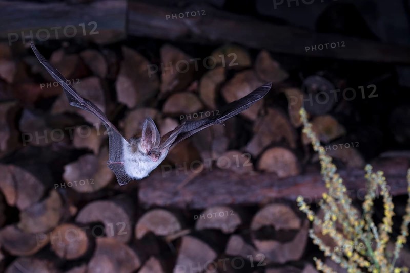 Grey long-eared bat