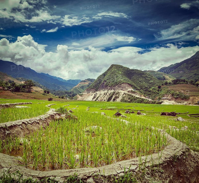 Vintage retro hipster style travel image of rice field terraces