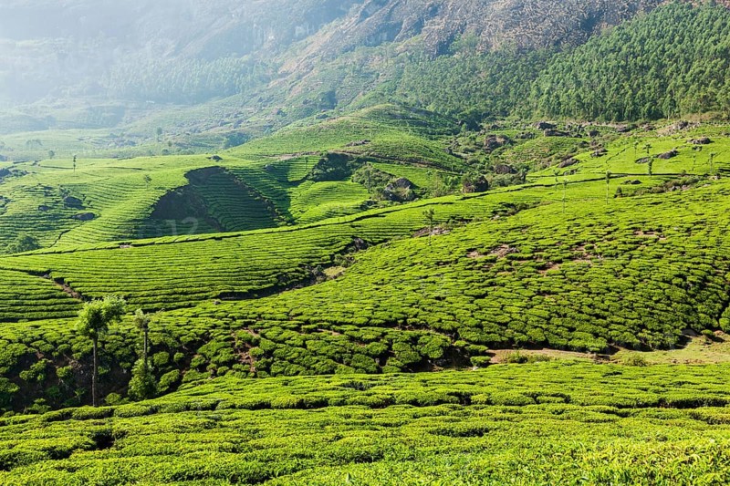 Kerala India travel background