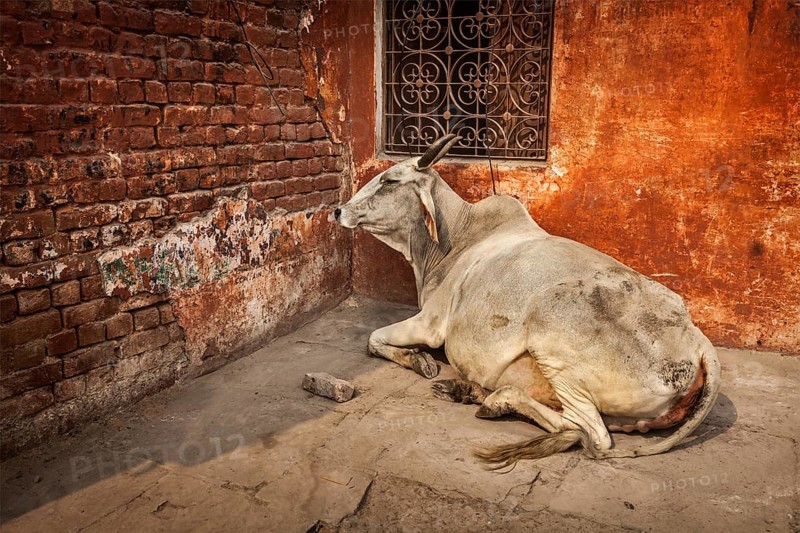 Indian cow in the street of India