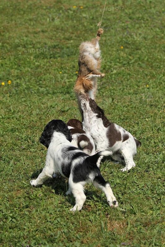 Hunting dog