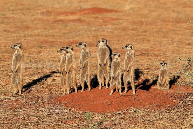 Meerkats