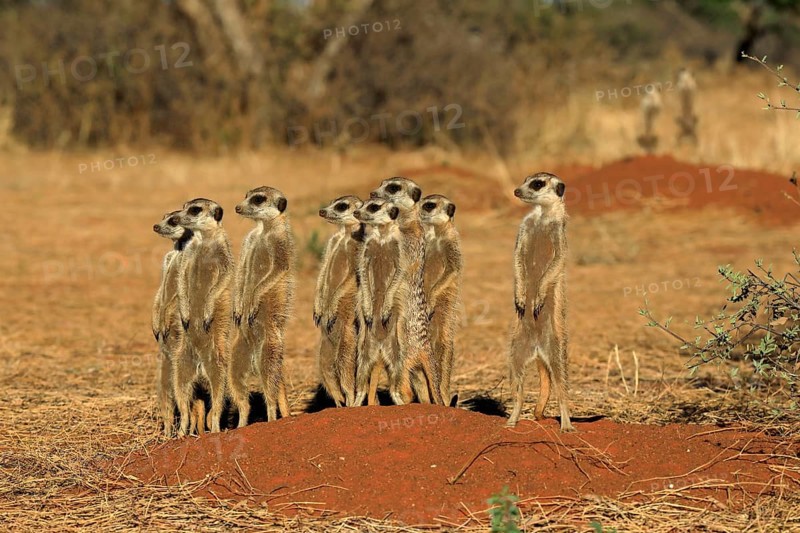 Meerkats