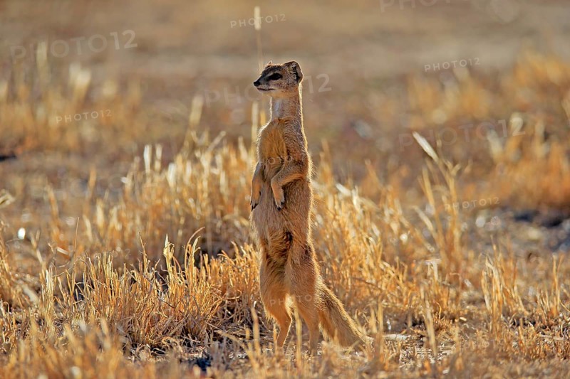 Yellow mongoose