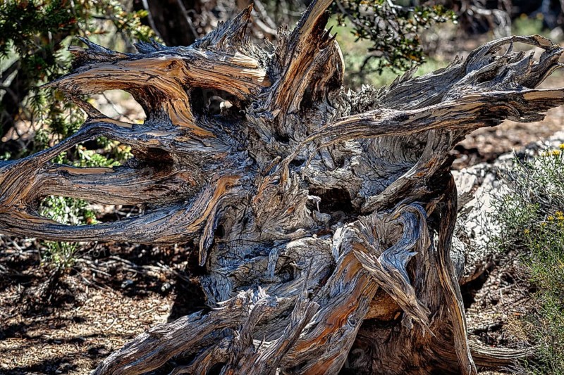 Gnarled log