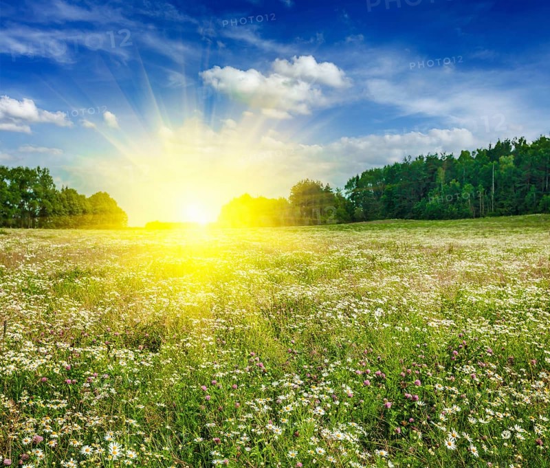 Summer blooming green meadow field with flowers with sun and blue sky