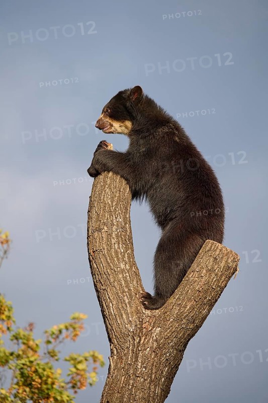 Sun bear
