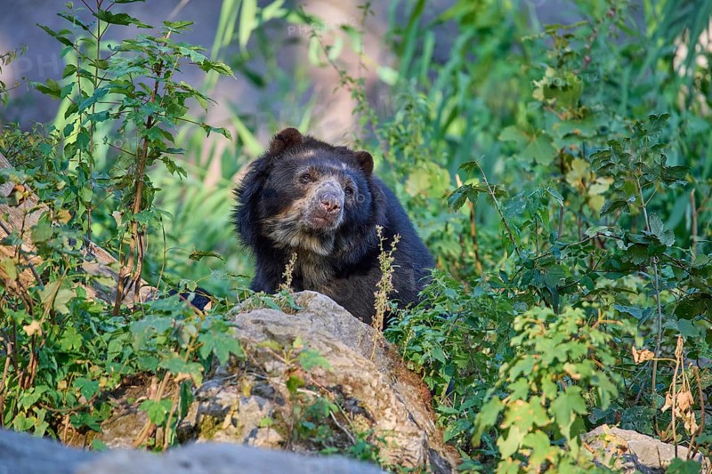 Sun bear