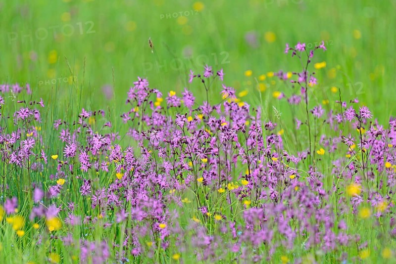 Mountain meadow with wildflowers