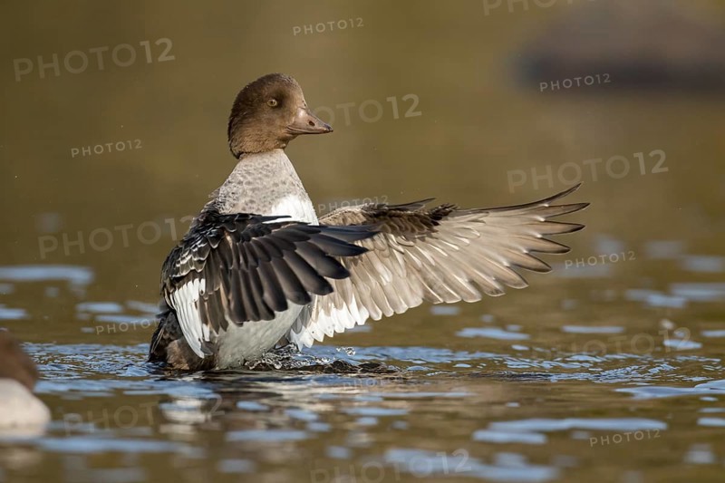 Goldeneye female flapping wings. .