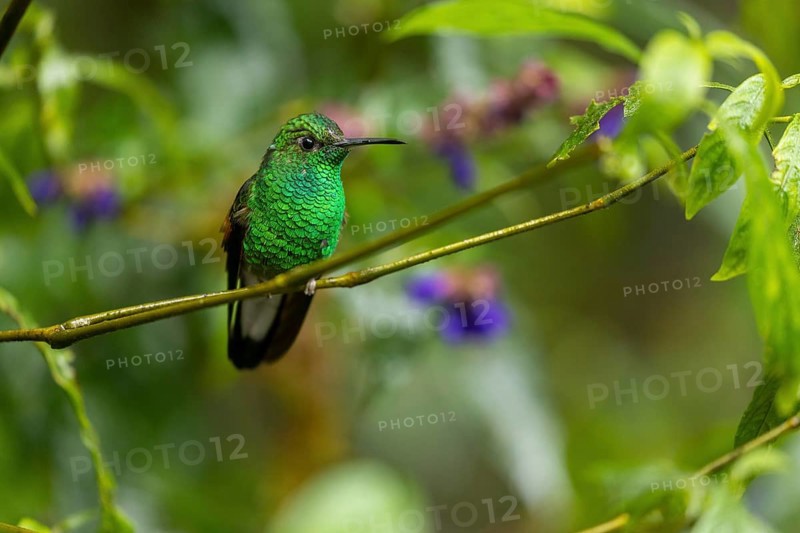 Coppery-headed emerald