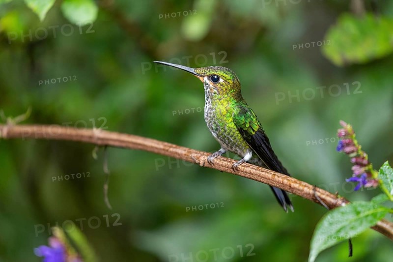 Green-crowned brilliant