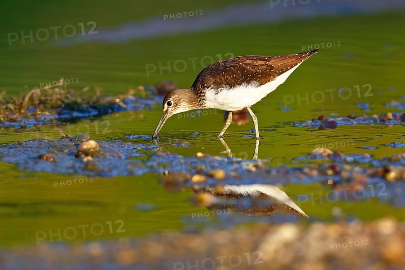 Green sandpiper