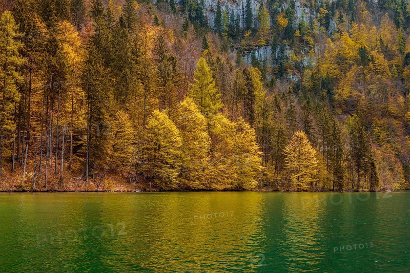 Autumn forest trees reflecting in lake. Koenigssee