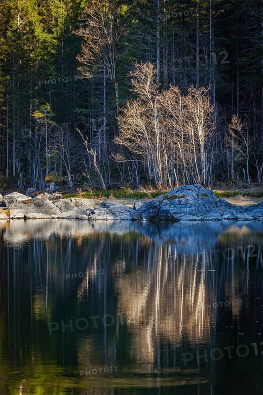 Forest trees on Frillensee