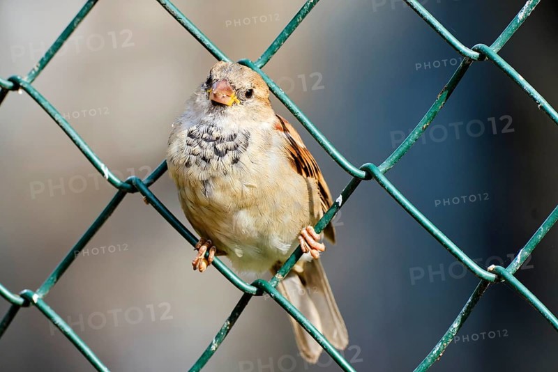 House sparrow