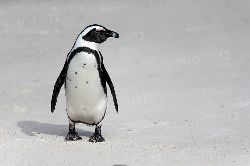 African penguin
