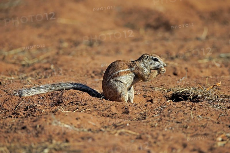 Cape ground squirrel