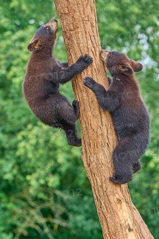 Black bear