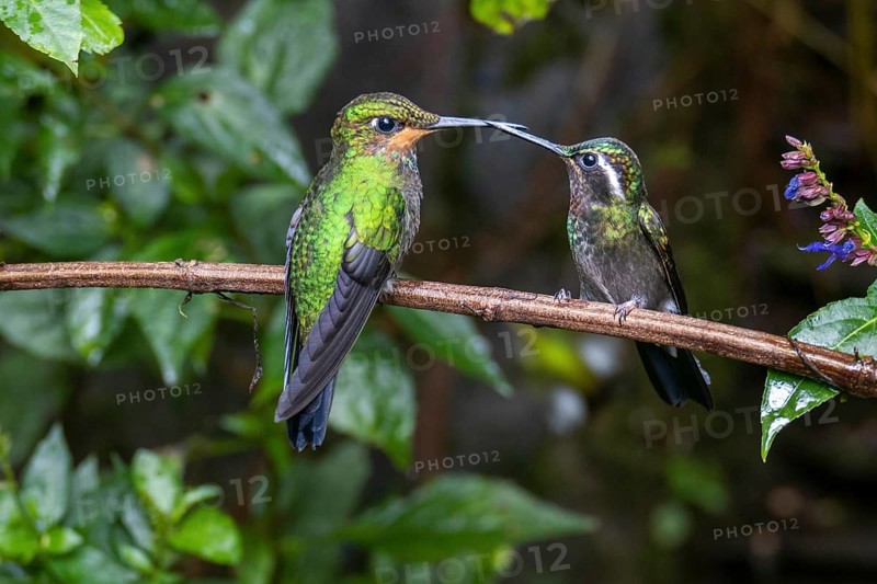 Green-crowned brilliant