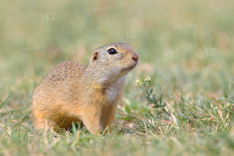 European ground squirrel