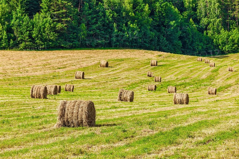 Agriculture background