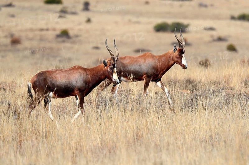 Bontebok