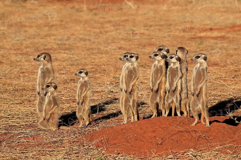 Meerkats