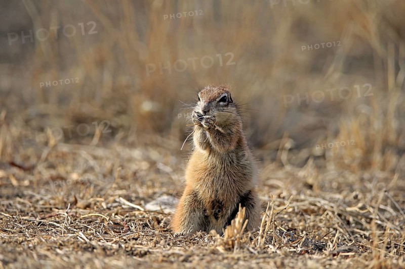 Cape ground squirrel