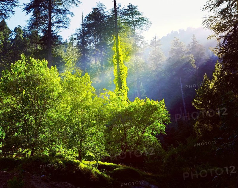 Vintage retro effect filtered hipster style travel image of morning forest with sunrays