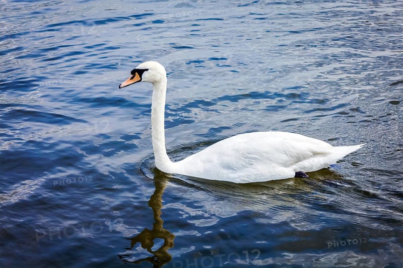 Mute Swan