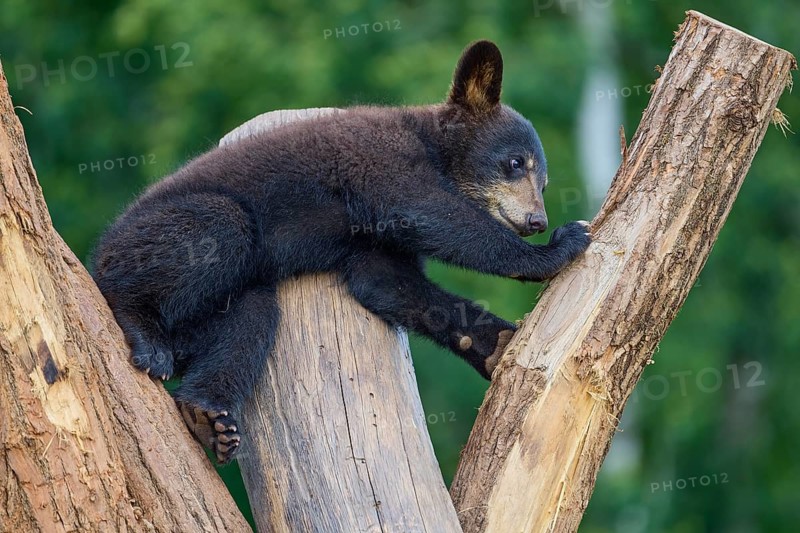 Black bear
