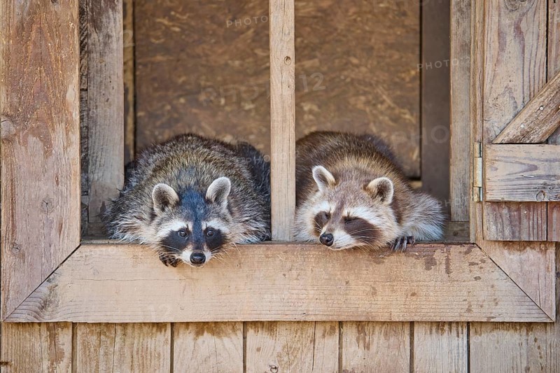 Raccoon