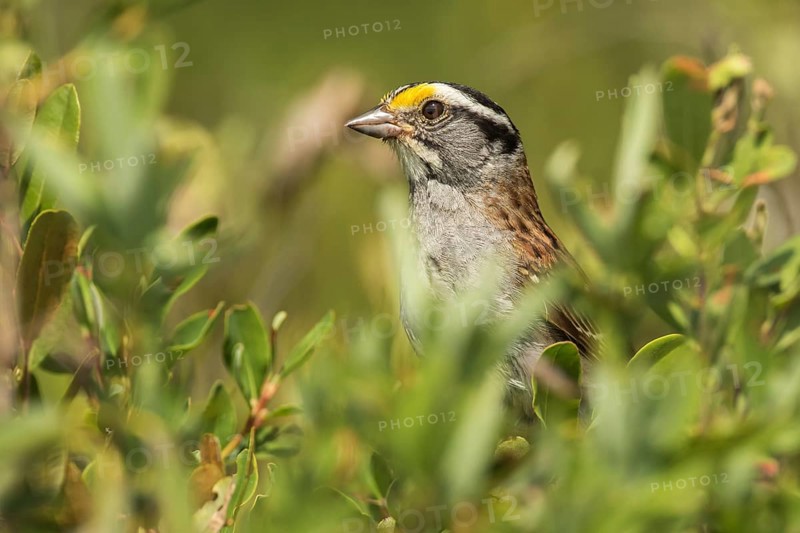 White-throated sparrow