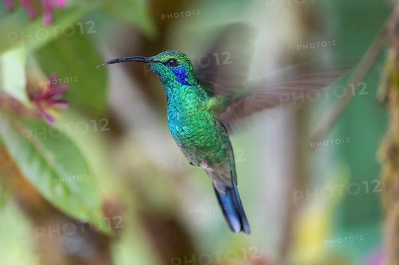 Mexican violetear