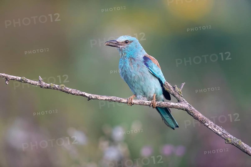 European roller