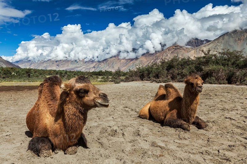 Bactrian camels in Himalayas. Hunder village