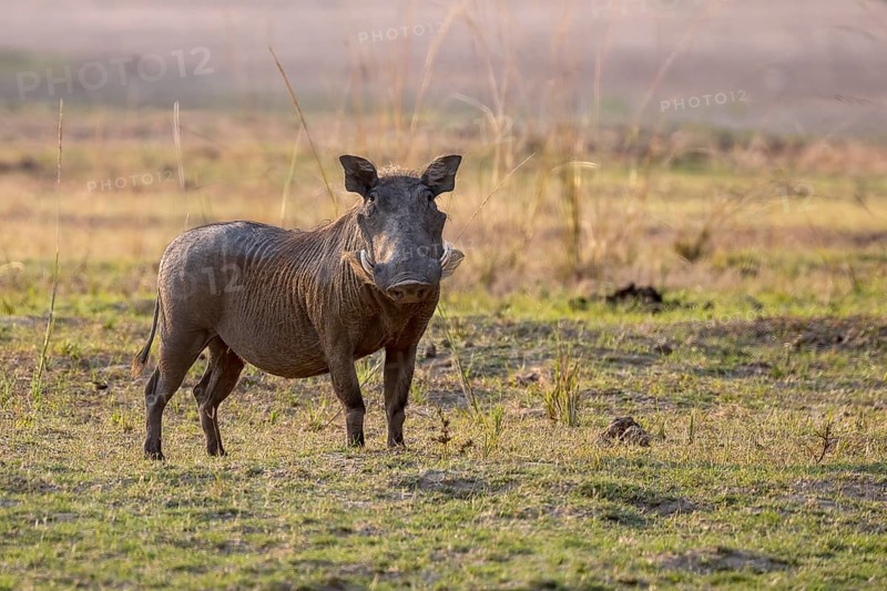 Common warthog