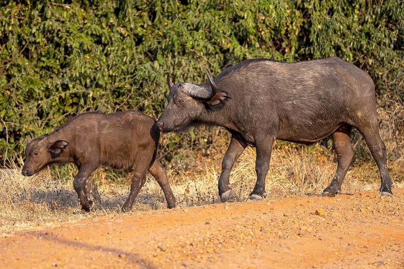 African buffalo