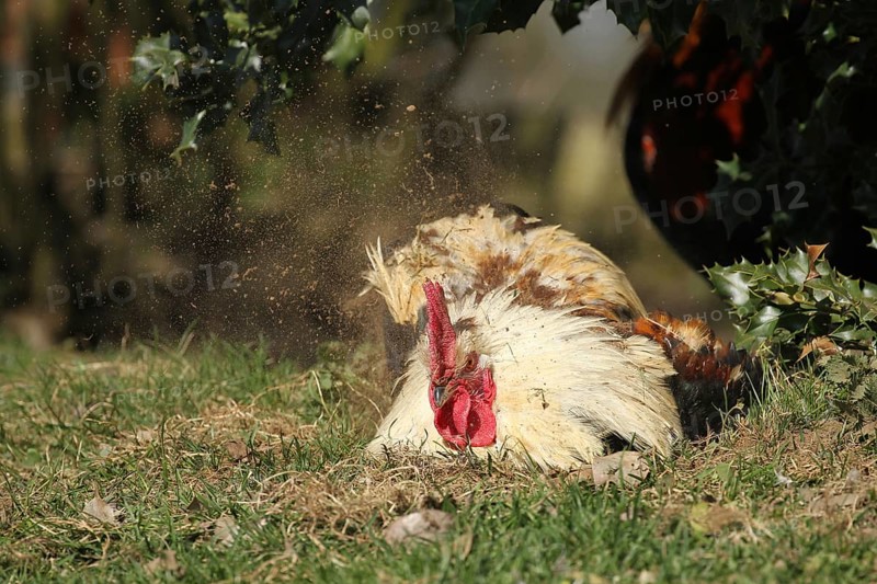 Domestic chicken