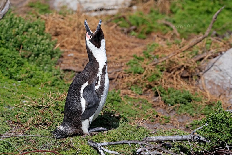 African penguin