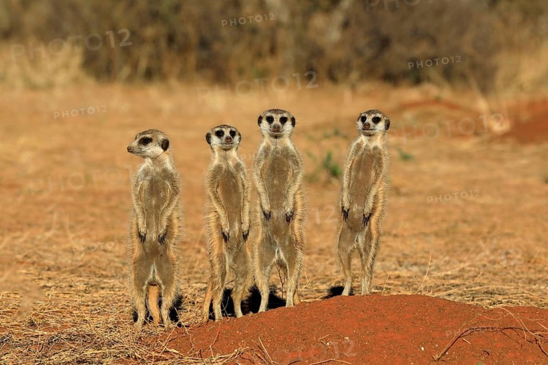 Meerkats
