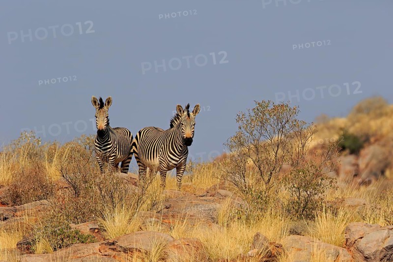 Hartmann's mountain zebra