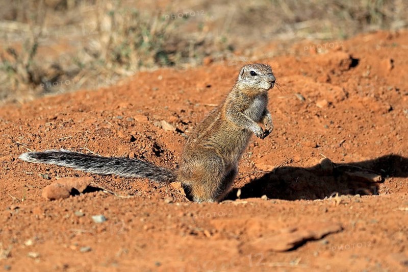 Cape ground squirrel