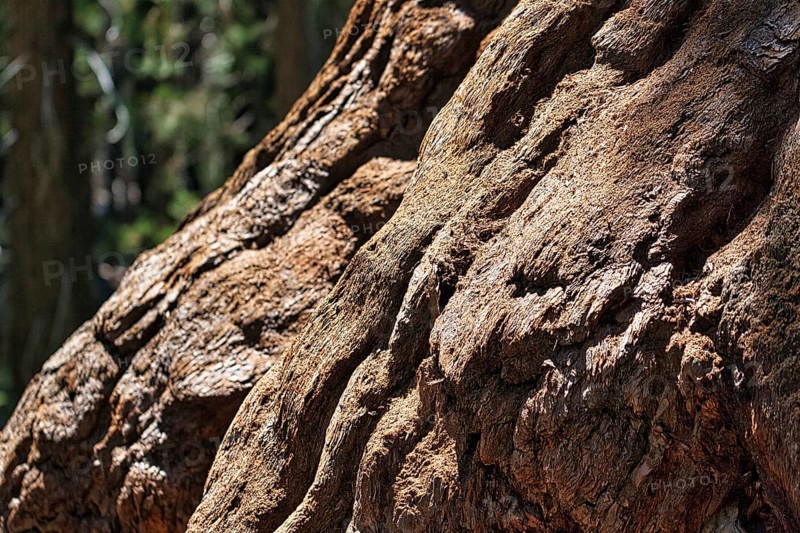Tree trunk