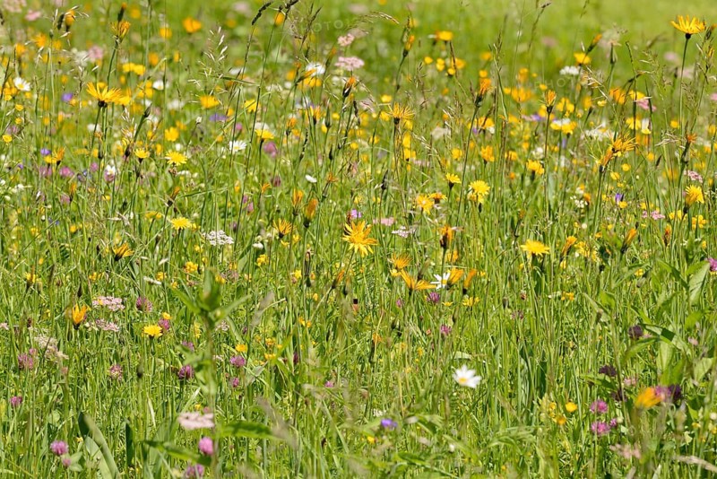 Mountain meadow with wildflowers