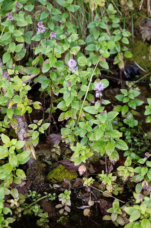 Water mint