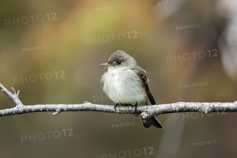 Least flycatcher