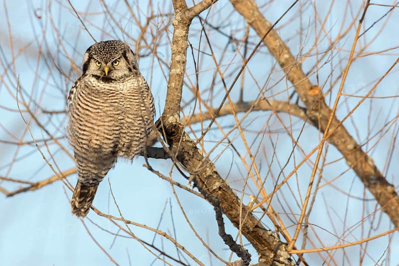Hawk owl