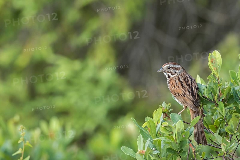 Song sparrow. Melospiza melodia. adult perched in a tree and observing